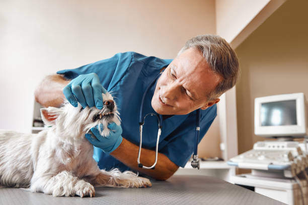 Best Emergency Tooth Extraction in Tucson Estates, AZ